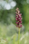 Anacamptis coriophora subs frag 06