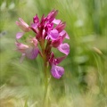 Anacamptis papilionacea grandif 02