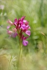 Anacamptis papilionacea grandif 02