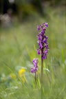 Anacamptis morio 03