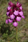 Anacamptis papilionacea grandif 16