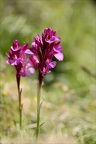 Anacamptis papilionacea grandif 10