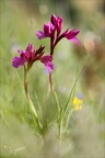 Anacamptis papilionacea grandif 06