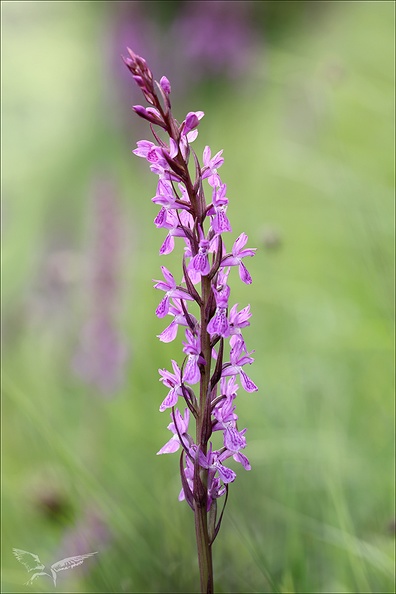 Dactylorhiza elata_10.jpg