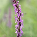 Dactylorhiza elata 10