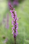 Dactylorhiza elata 10