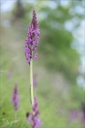Dactylorhiza elata 05