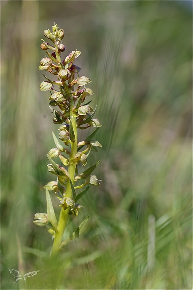 Coeloglossum viride_01.jpg