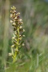 Coeloglossum viride 01