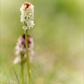 Neotinea ustulata 01