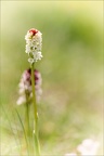 Neotinea ustulata 01