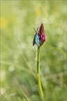 La Turquoise (de la Sarcille)