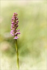 Gymnadenia pyrenaica 02