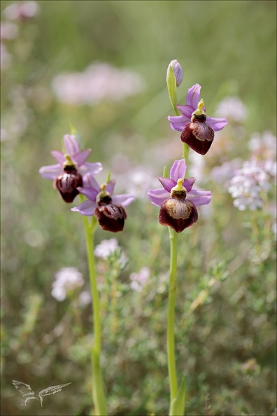 Ophrys aveyronensis _05.jpg