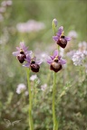 Ophrys aveyronensis  05