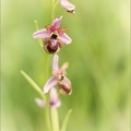 Ophrys aveyronensis 10