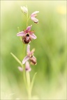 Ophrys aveyronensis 10