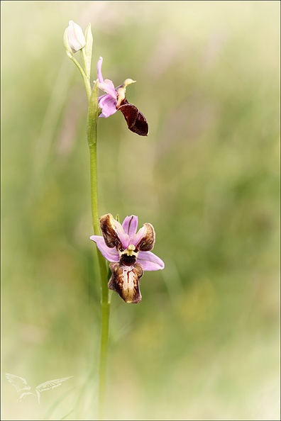 Ophrys aveyronensis lusus_02.jpg