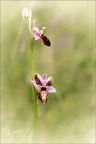 Ophrys aveyronensis lusus 02