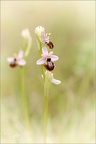 Ophrys aveyronensis 07