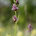 Ophrys aveyronensis