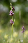 Ophrys aveyronensis