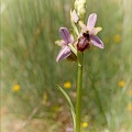 Ophrys aveyronensis x lutea 01