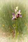 Ophrys aveyronensis x lutea 01