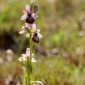 Ophrys aveyronensis 42