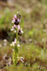 Ophrys aveyronensis 42