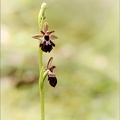Ophrys aymonini x insectifera 09