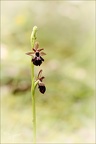 Ophrys aymonini x insectifera 09