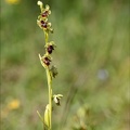 Ophrys aymonini  08