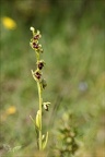 Ophrys aymonini  08