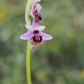 Ophrys aveyronensis 62