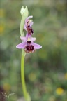 Ophrys aveyronensis 62