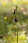 Ophrys aymonini x insectifera 07