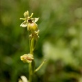 Ophrys aymonini hypochrome 02