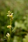 Ophrys aymonini hypochrome 02