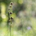 Ophrys aymonini  06