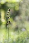 Ophrys aymonini  06