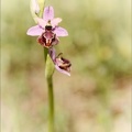 Ophrys aveyronensis 59