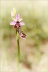 Ophrys aveyronensis 59