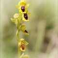 Ophrys lutea 07