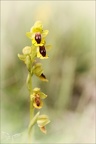 Ophrys lutea 07