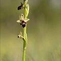 Ophrys aymonini x scolopax 02