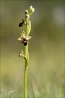 Ophrys aymonini x scolopax 02