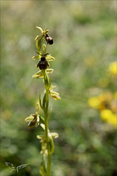 Ophrys aymonini x_02.jpg