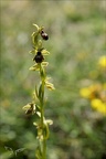Ophrys aymonini x 02