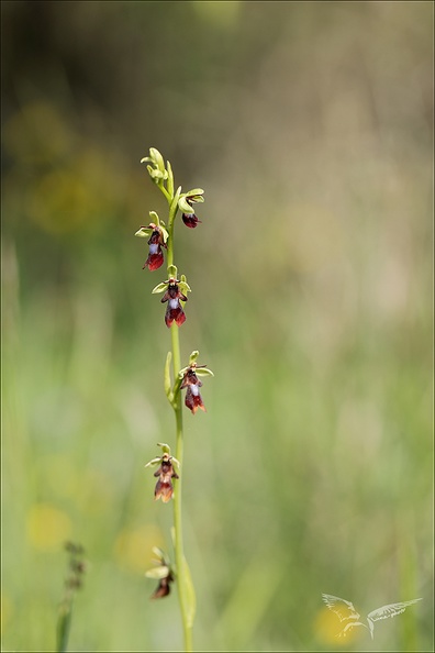 Ophrys insectifera _01.jpg